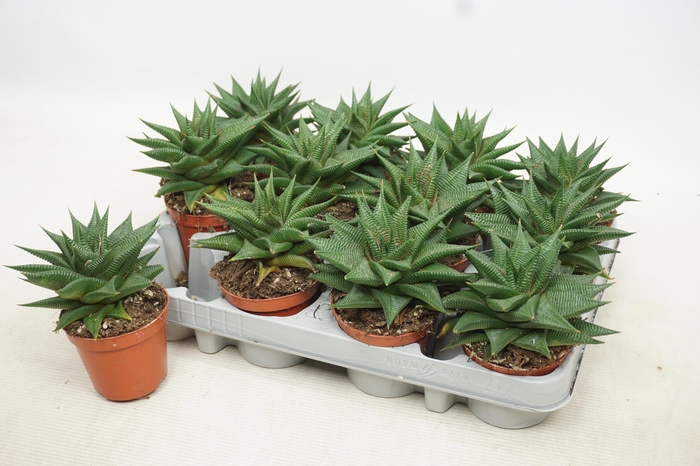 <h4>HAWO LIMIFOLIA</h4>