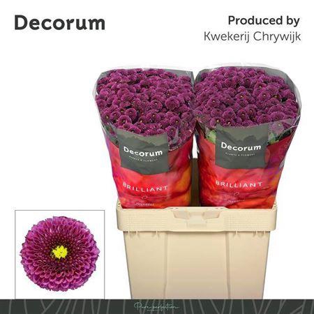 <h4>Chr S Aaa Purpetta</h4>