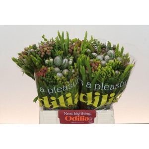 BQ Kaaps Groen Capemix