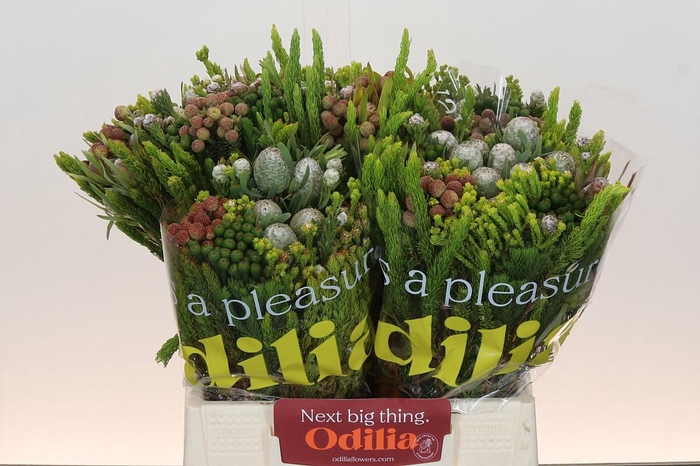 <h4>BQ Kaaps Groen Capemix</h4>