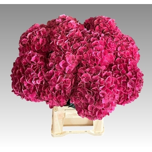 HYDR M MAG PINK RUBY