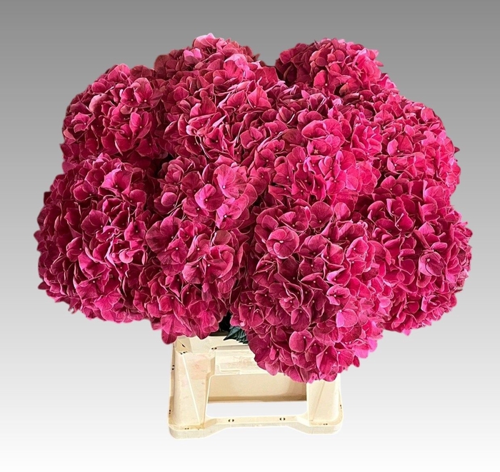 <h4>HYDR M MAG PINK RUBY</h4>