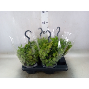 Dischidia imbricata