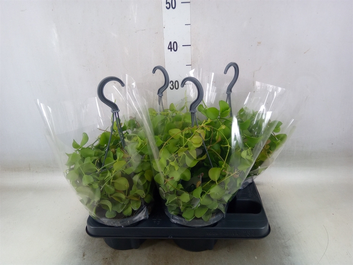 <h4>Dischidia imbricata</h4>
