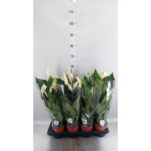 Spathiphyllum  'Sweet Ricardo'