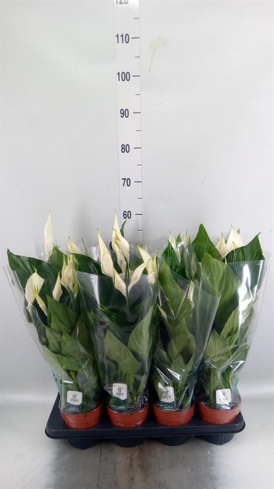 <h4>Spathiphyllum  'Sweet Ricardo'</h4>