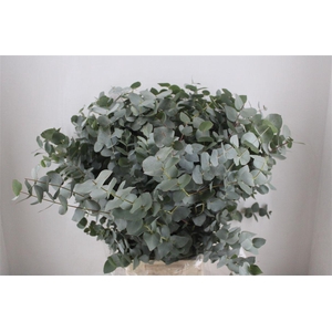 Euca Cinerea 300gr P Bunch