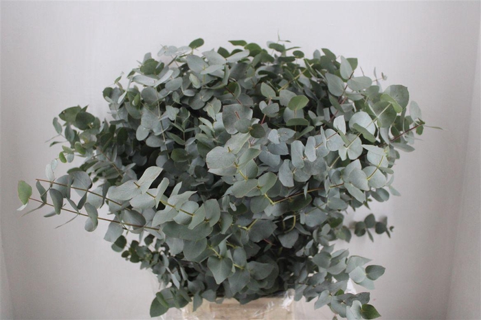 <h4>Euca Cinerea 300gr P Bunch</h4>