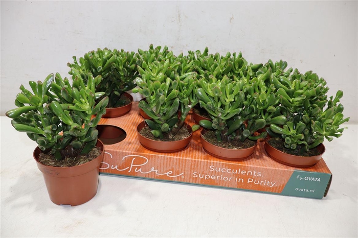 <h4>Crass Ov Trompet</h4>