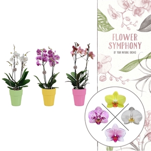 Flower Symphony |Mix in Elize keramiek | Phalaenopsis 2 spike