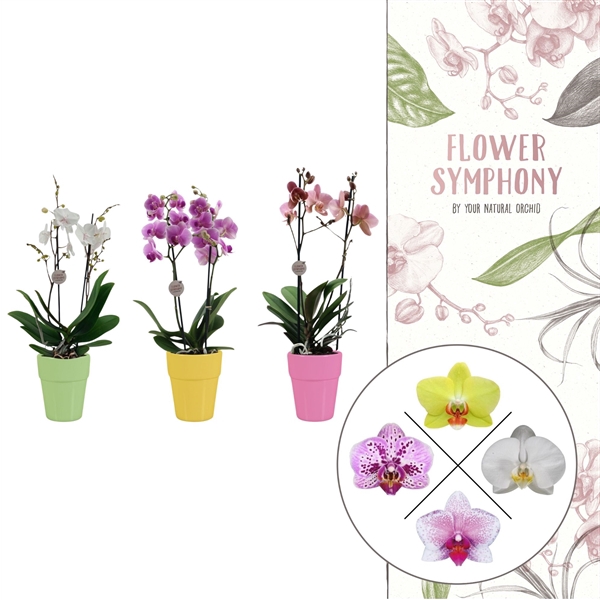 <h4>Flower Symphony |Mix in Elize keramiek | Phalaenopsis 2 spike</h4>