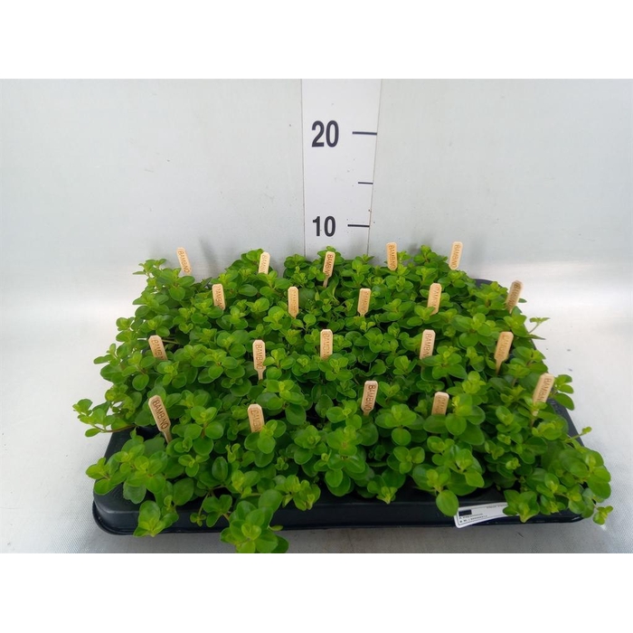 <h4>Peperomia rotundifolia</h4>