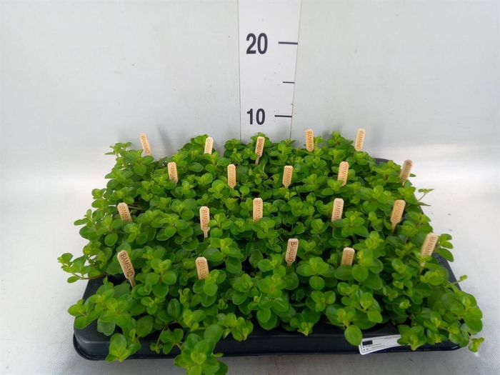 <h4>Peperomia rotundifolia</h4>