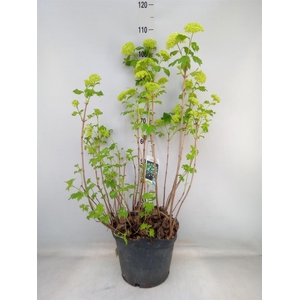 Viburnum opulus 'Roseum'