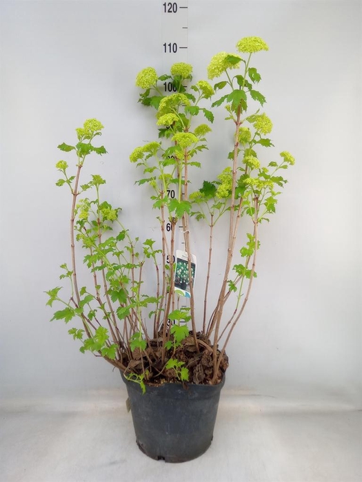 <h4>Viburnum opulus 'Roseum'</h4>