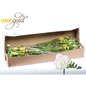 UG Barendse - Essence 5x20 box