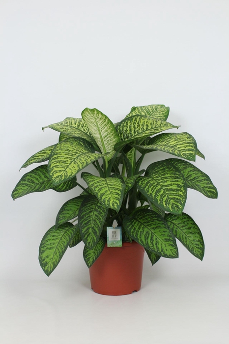 <h4>Purify Dieffenbachia Tropic Jewel 35 cm</h4>