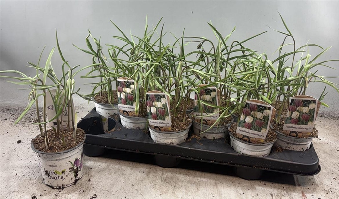 <h4>arr8 Frit Meleagris</h4>