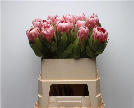 <h4>Protea Carnival</h4>