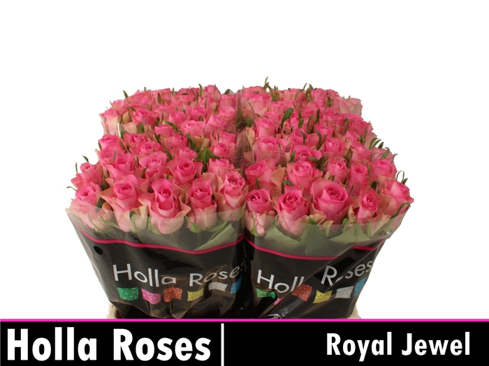 <h4>R GR ROYAL JEWEL</h4>