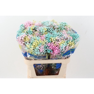 Gy Xlence Rainb Light 40gr