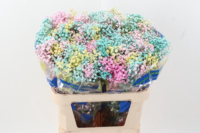 <h4>Gy Xlence Rainb Light Easter 40gr</h4>