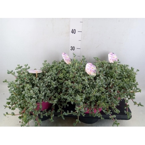 Lampranthus roseus