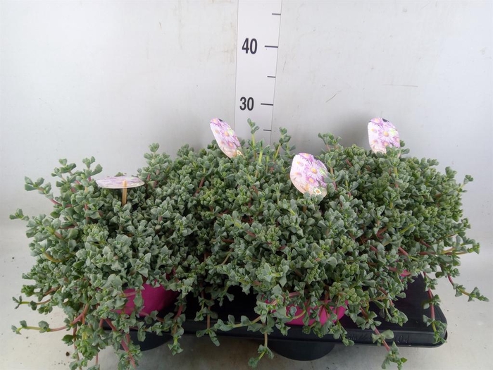 <h4>Lampranthus roseus</h4>