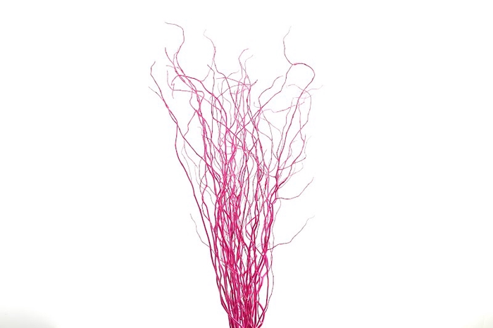 <h4>Salix Klb Cerise</h4>