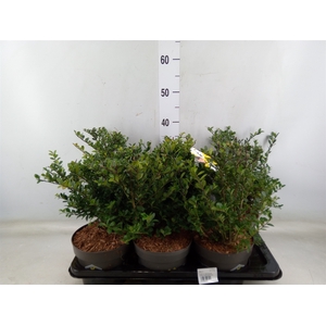 Ilex crenata 'Dark Green'