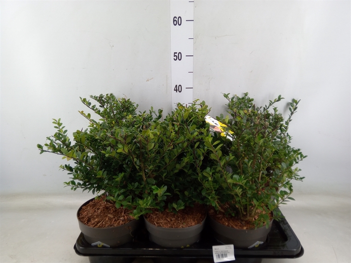 <h4>Ilex crenata 'Dark Green'</h4>