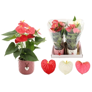 Anthurium 12 cm 3 color mix in Jolie ceramics