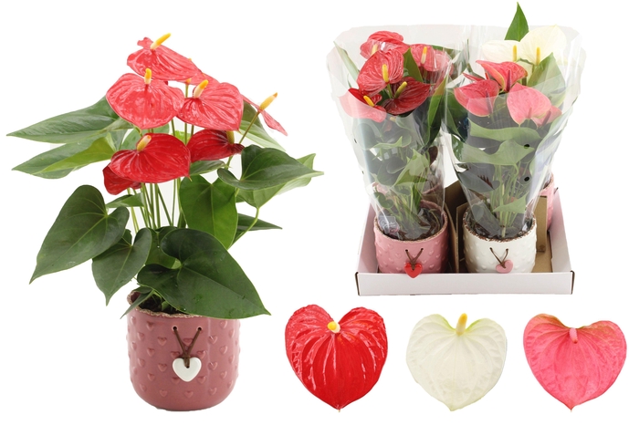 <h4>Anthurium 12 cm 3 color mix in Jolie ceramics</h4>