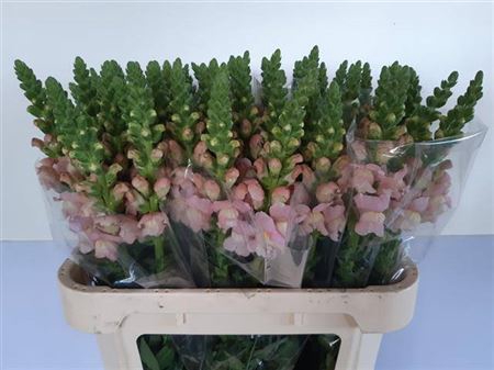 <h4>Antir Avignon Pink</h4>