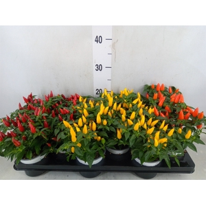 Capsicum annuum 'Favorit'   ...mix