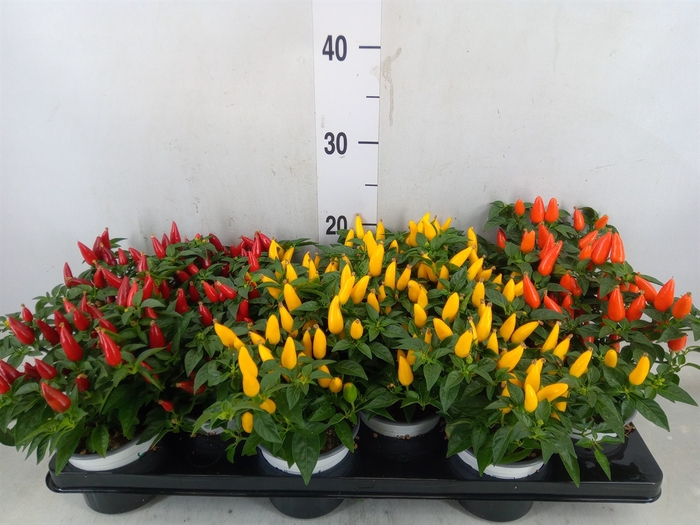 <h4>Capsicum annuum 'Favorit'   ...mix</h4>