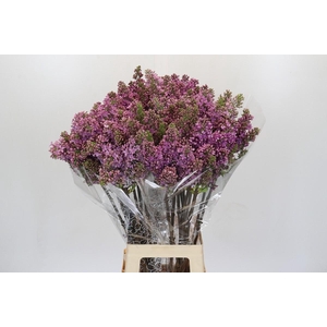 Lilac Vulg Ruhm Von Horstenstein