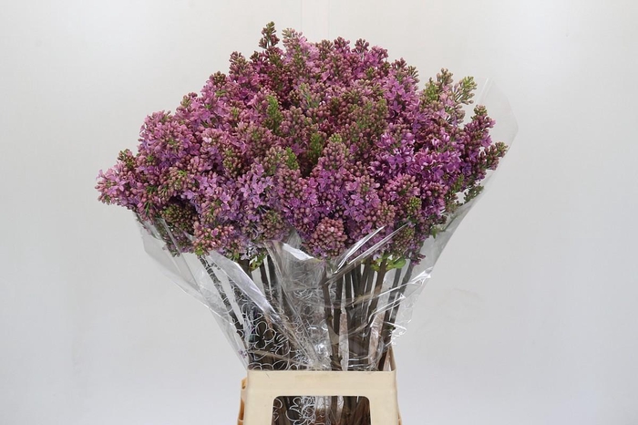 <h4>Syringa Vulg Ruhm Von Horstenstein</h4>