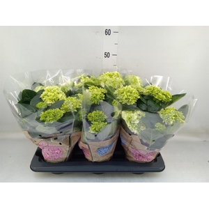 Hydrangea mac. 'Schneeball'