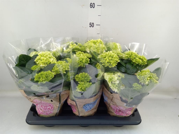 <h4>Hydrangea mac. 'Schneeball'</h4>