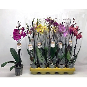 PHAL GEM