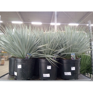 Yucca rostrata