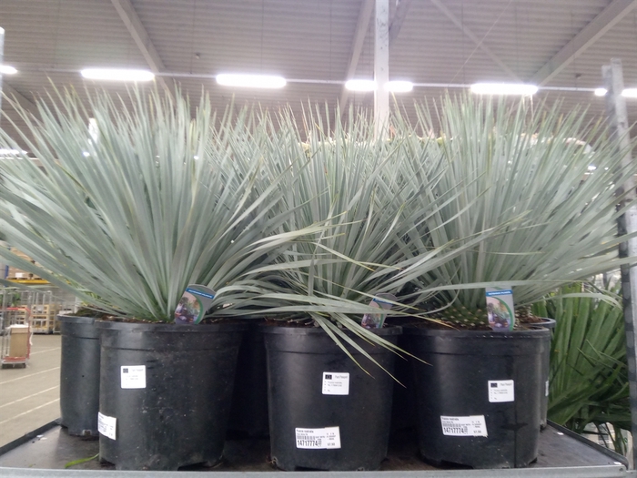 <h4>Yucca rostrata</h4>