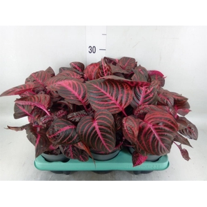 Iresine herbstii 'Rich Redstar'