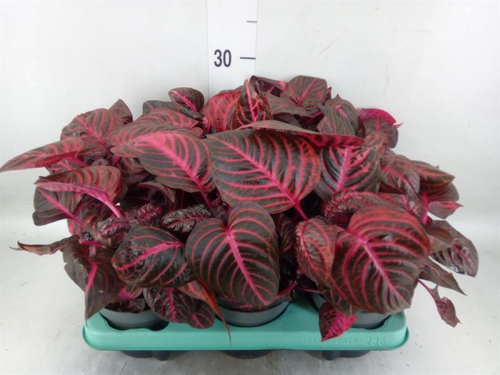 <h4>Iresine herbstii 'Rich Redstar'</h4>