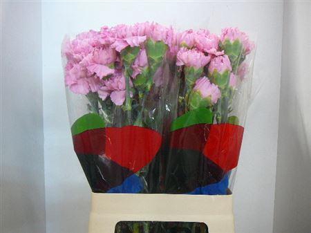 <h4>Di St Lotus</h4>