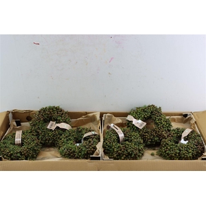 Wr Sierfruit Juniperus Dark Red 20cm
