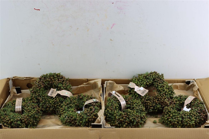 <h4>Wr Sierfruit Juniperus Dark Red 20cm</h4>