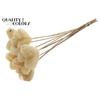 Luffa Heart on stem Light Pink