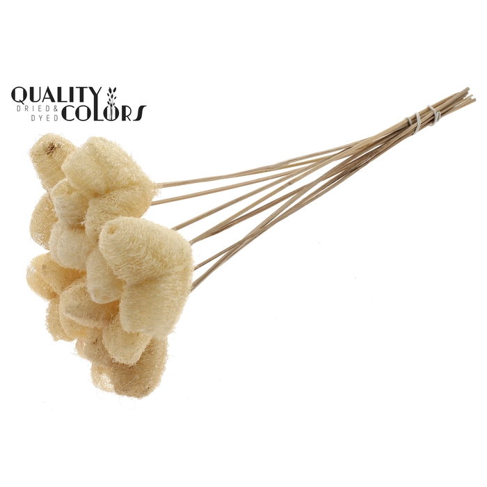 <h4>Luffa Heart on stem Natural</h4>